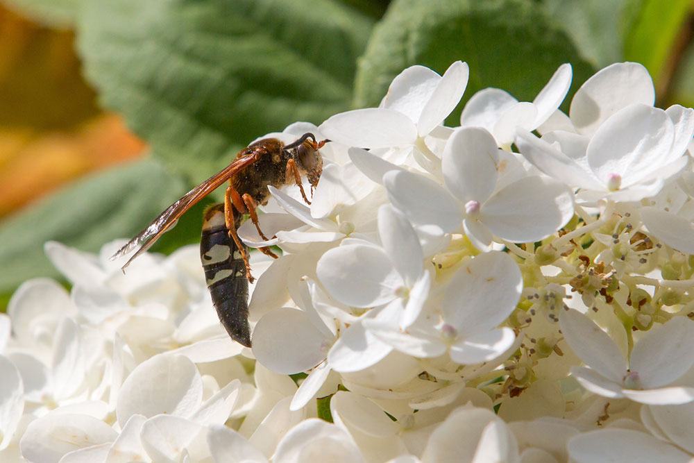 6 Ways to Get Rid of Cicadas from One’s Property