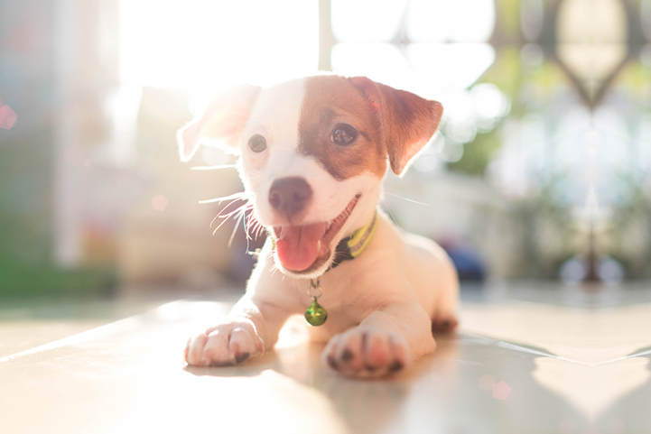 Dog Food & Flea