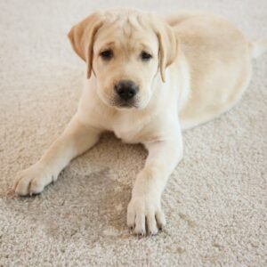 Here’s how to remove urine stains and odors from mattresses