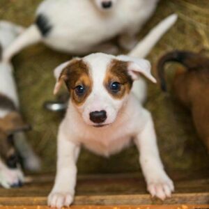 Are You Keen On Adopting A Dog Here’s How You Can